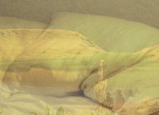 Kadinelia & Alkyone live | SNFCC